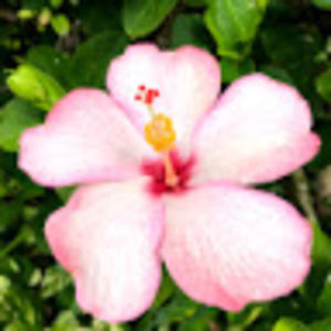 Meet your Posher, Lucille